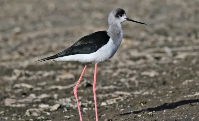 Grey heron Elephantine Island — observed on the private Aswan bird watching tour